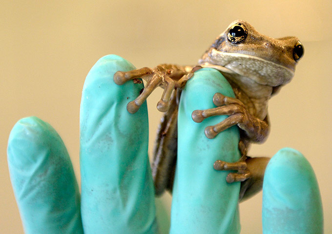 Week in wildlife: A tree frog found in a box of bananas