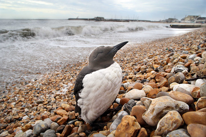 Week in wildlife: A guillemot covered in a transparent substance on the beach