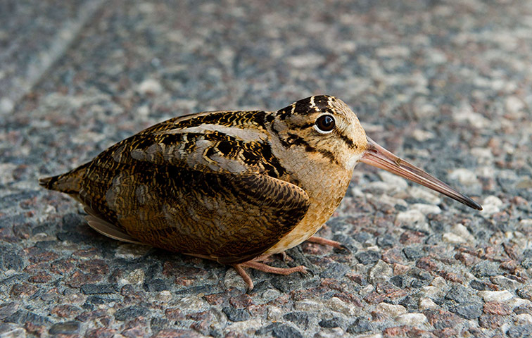 Week in wildlife: An American Woodcock sits on a sidewalk