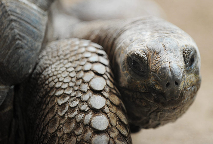 Week in wildlife: Galapagos turtle at Zurich Zoo