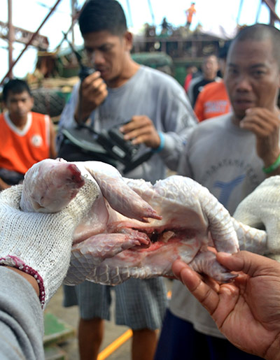 Week in wildlife: Philippines Coast Guard hold a frozen pangolin