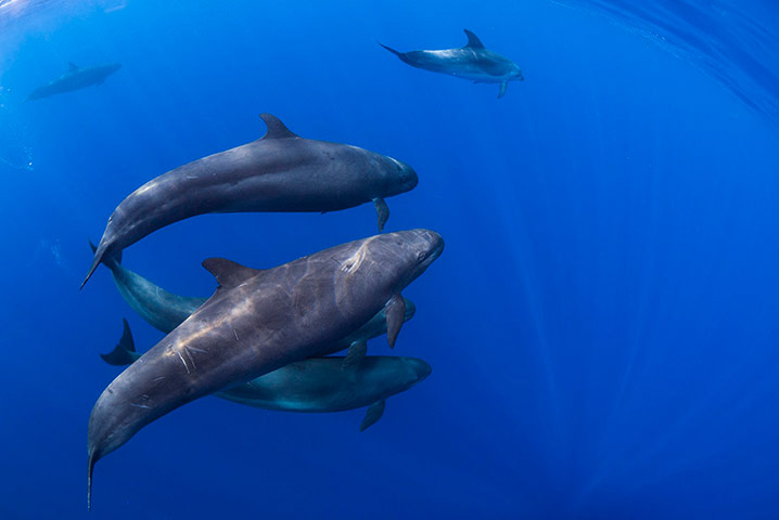 Week in wildlife: A pod of rare false killer whales swims off the coast of Paihia