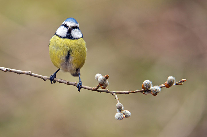 Week in wildlife: Springtime wildlife, Corwen, North Wales