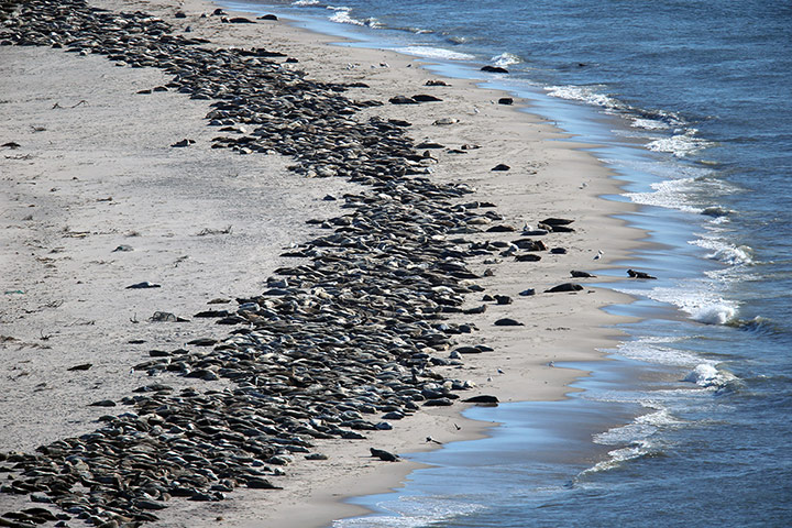 Week in wildlife: Spring Gathering Of Seals On Cape Cod