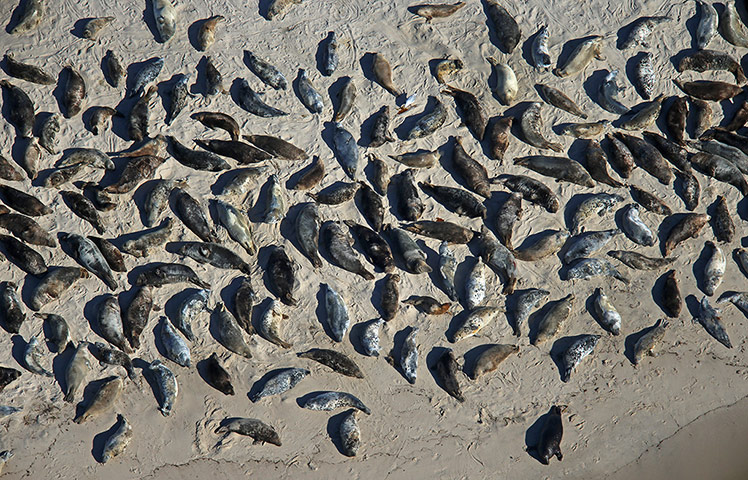 Week in wildlife: Spring Gathering Of Seals On Cape Cod