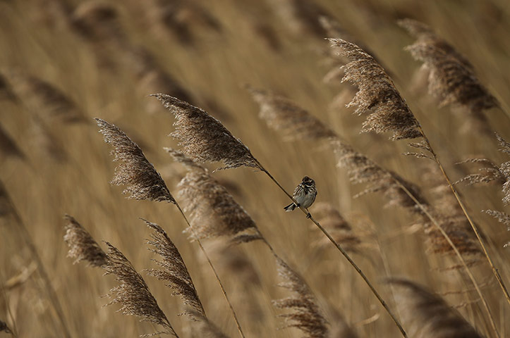 Week in wildlife: Bird Life At Elmley Marshes