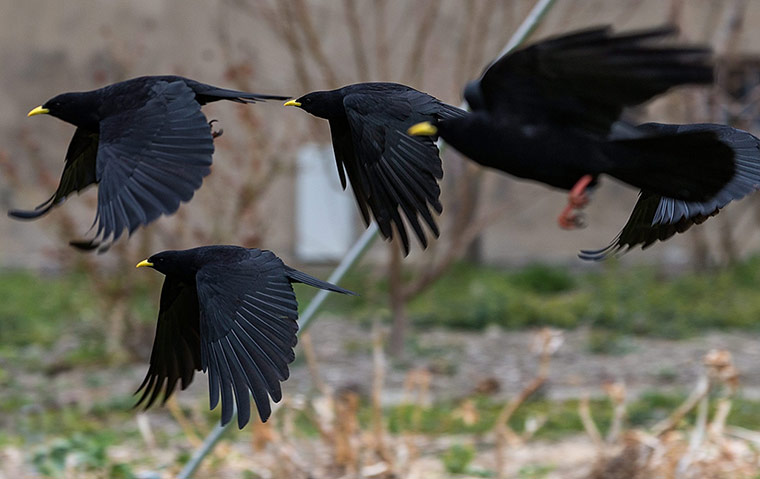 Week in wildlife: Alpine Choughs