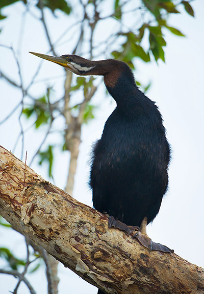Week in wildlife: Wildlife at Fogg Dam Conservation Reserve, Northern Territory, Australia