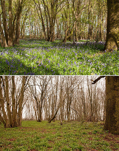 Week in wildlife: Bluebells delayed by cold weather