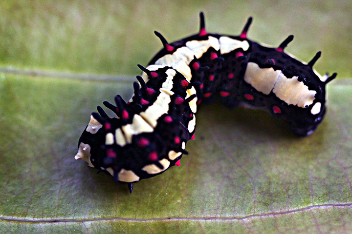 Week in wildlife: A larva or commonly known as caterpillar of the Common Mime