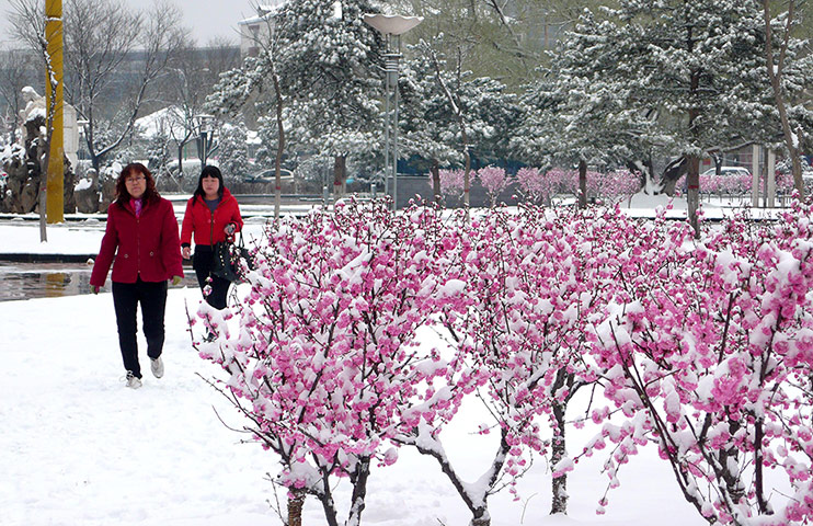 24 hours in pictures: Women walk past peach blossoms