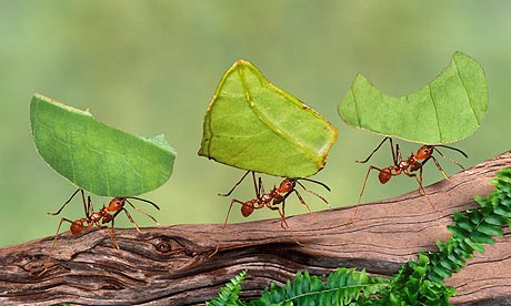 Leaf cutter ants carrying leaves, close-up