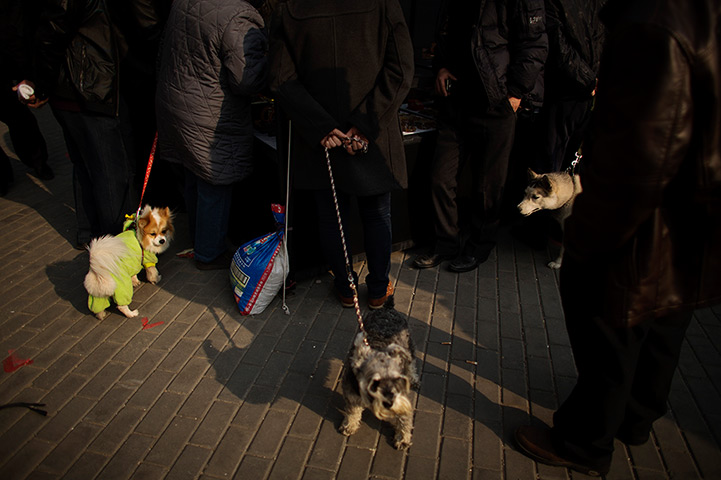 24 hours in pictures: Beijing, China,: Dogs wander around at a market )
