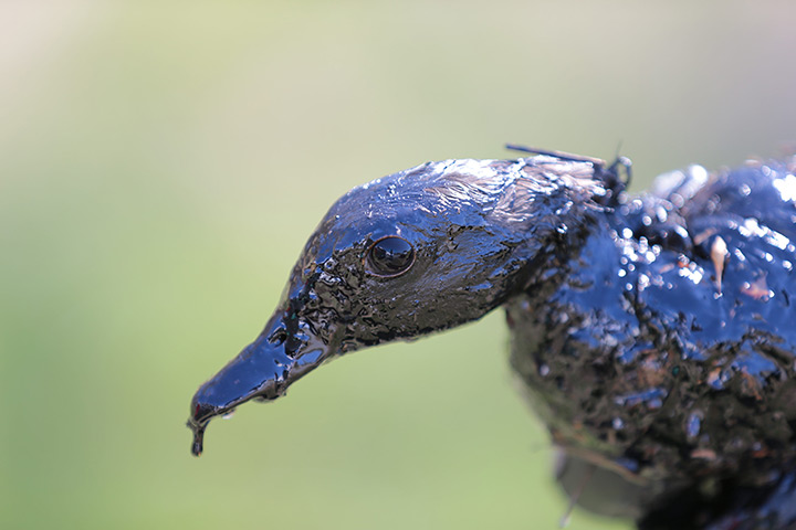 24 hours in pictures: Arkansas, USA: An oiled  duck recovered near the Bell Slough State Wildlife