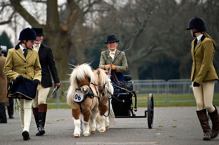 24 hours in pictures: Ardingly, UK: An exhibitor with miniture horses during the horse parade
