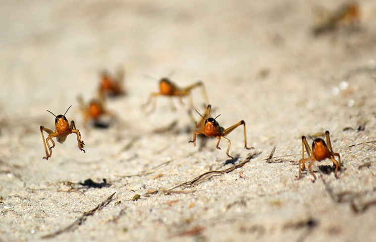 24 hours in pictures: Menabe, Madagascar: Locusts on a road