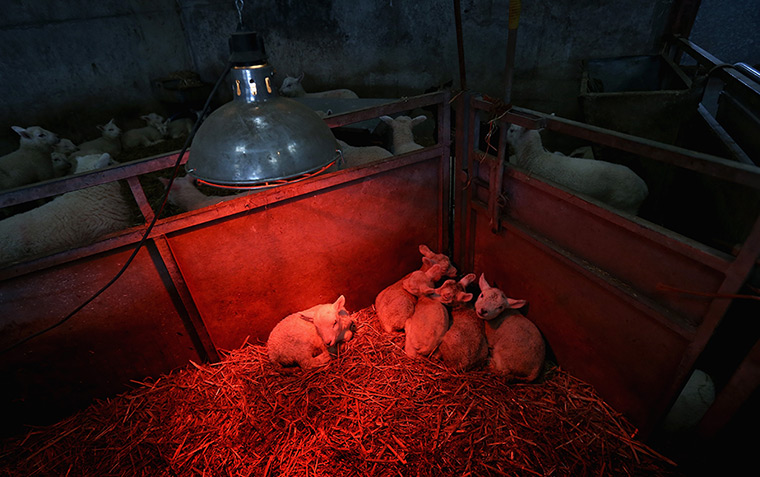 24 hours in pictures: Brecon, UK: New born lambs huddle under heat lamps at Gwndwnwal Farm, Wales