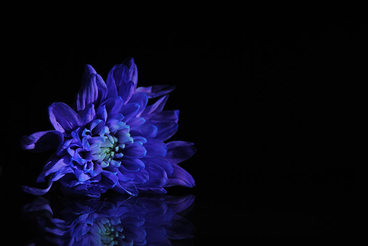 Your Pictures - Bloom: purple flower on a black background