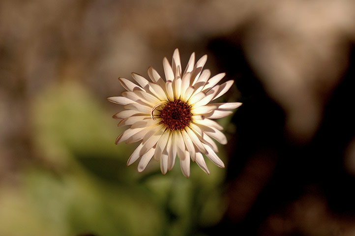 Your Pictures - Bloom: white flower with out of focus background