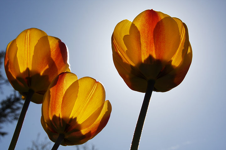 Your Pictures - Bloom: yellow tulips in shadow against blue sky