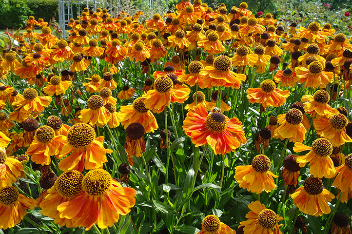 Your Pictures - Bloom: orange flowers in a park