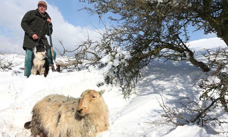 Gareth Wyn Jones and his sheepdog Cap with rescued sheep
