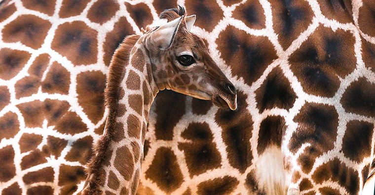 24 Hours: Eric, the new born Rothschild giraffe, at the Tierpark zoo in Berlin