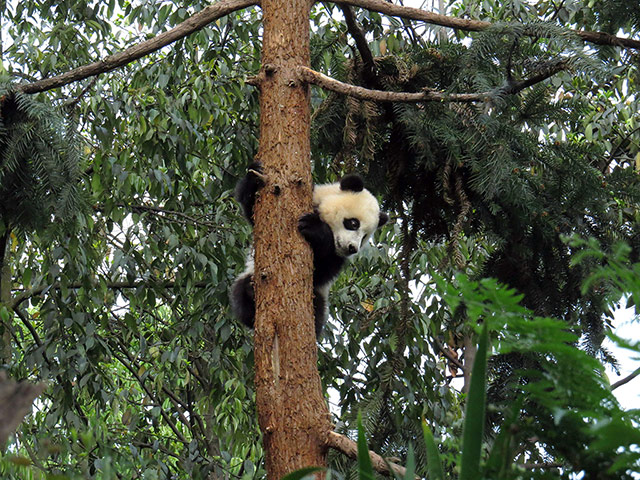 China: A giant panda climbs a tree in the Bifen