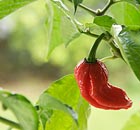 A Dorset Naga chilli pepper