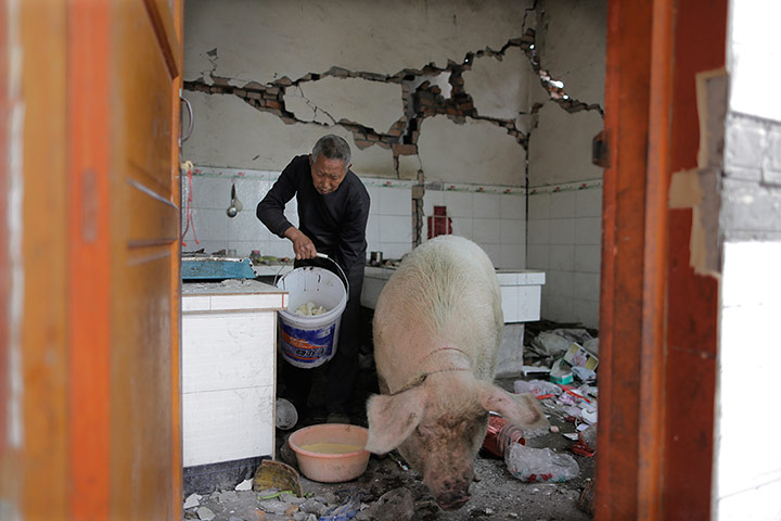 Dan Chung in China: In Wucheng village a man tends to his pig in the ruins of his house. 