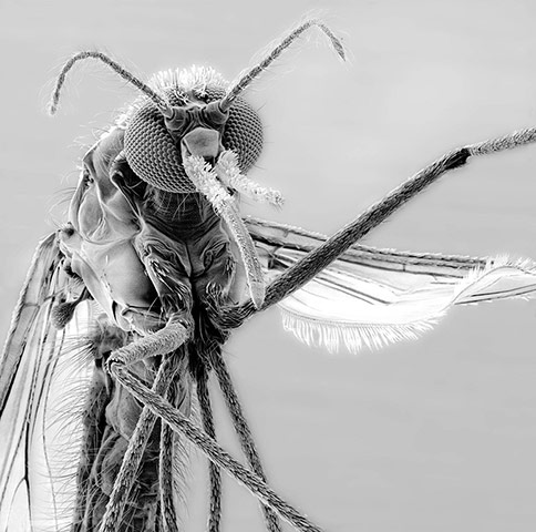 WMD: An electron microscope image of the female Anopheles mosquito