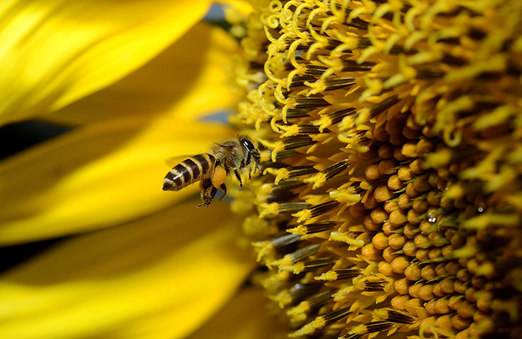24 hours in pictures: A bewasp flies in front of a sunflower