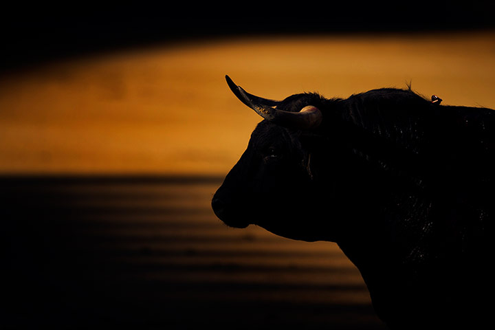 24 hours in pictures: A bull is seen at a bullfight in Madrid