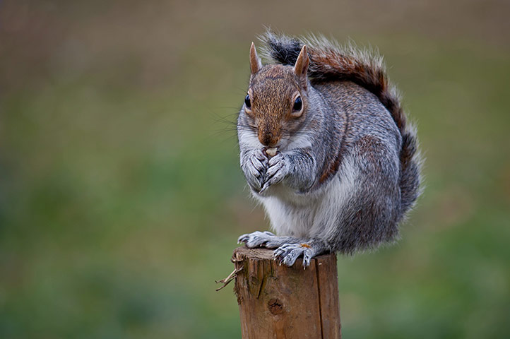 your pictures - post : squirrel on a post 