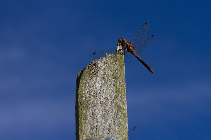 your pictures - post : insect on a post against blue sky background
