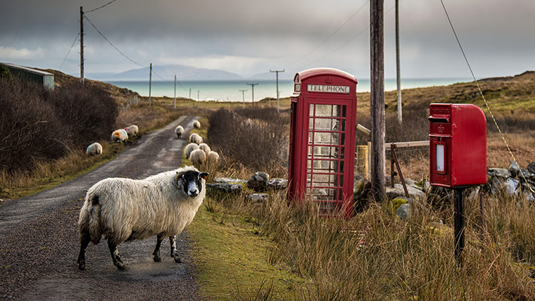 your pictures - post : sheep in the middle of country lane with red phone box and post