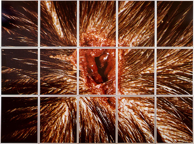 Mat Collishaw in pictures: Mat Collishaw, Bullet Hole, 1998