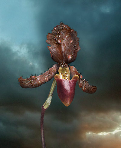 Mat Collishaw in pictures: Mat Collishaw, Infectious Orchid 2, 2005