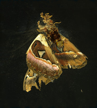 Mat Collishaw in pictures: Mat Collishaw, Insecticide 11, 2006