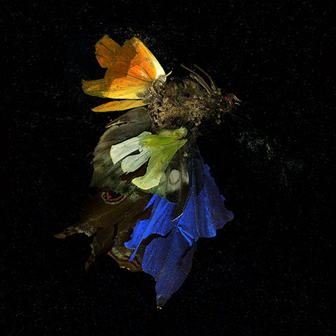 Mat Collishaw in pictures: Mat Collishaw, Insecticide 15, 2009