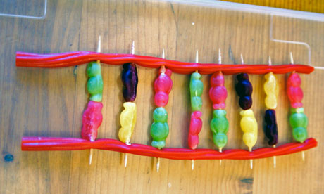 Jelly baby DNA molecule