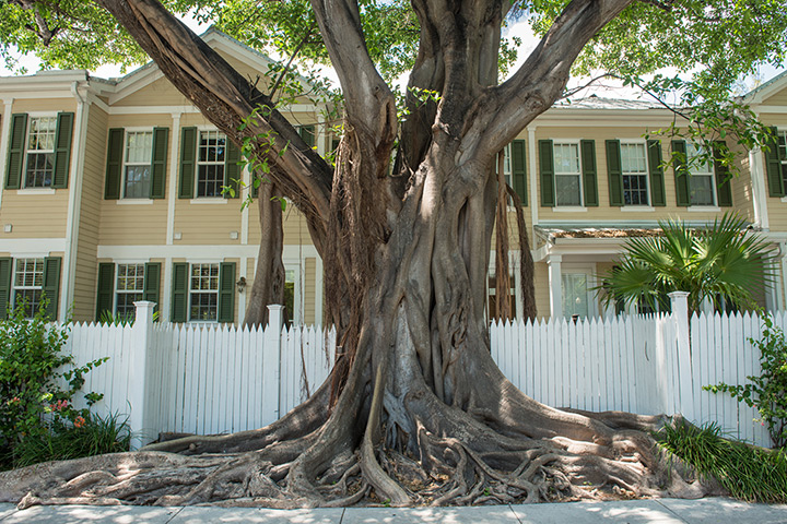 Key West City Guide: Key West Banyan Tree