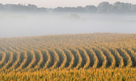 A corn field