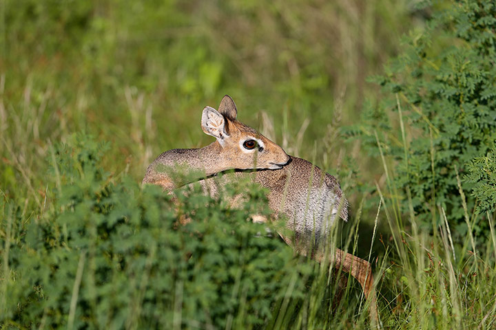 Week in wildlife: A Kirk's dik-dik
