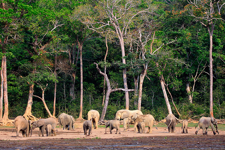 Week in wildlife: forest elephants gather at Dzanga Bai clearing in the Dzanga-Sangha reserve
