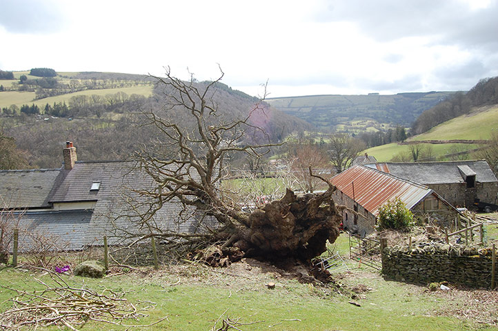 Week in wildlife: Pontfadog Oak