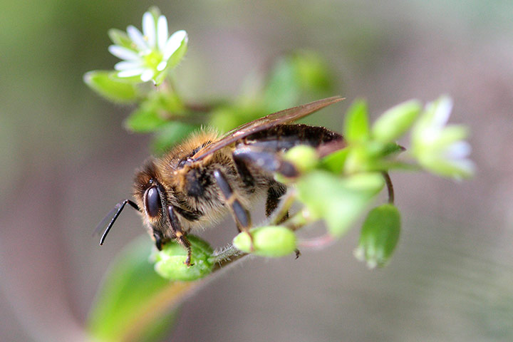 Week in wildlife: Honey production in western Poland