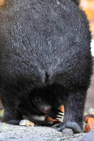 Week in wildlife: Wombat baby in Budapest Zoo