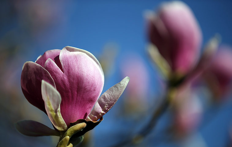 Week in wildlife: Spring Weather Finally Arrives In The UK