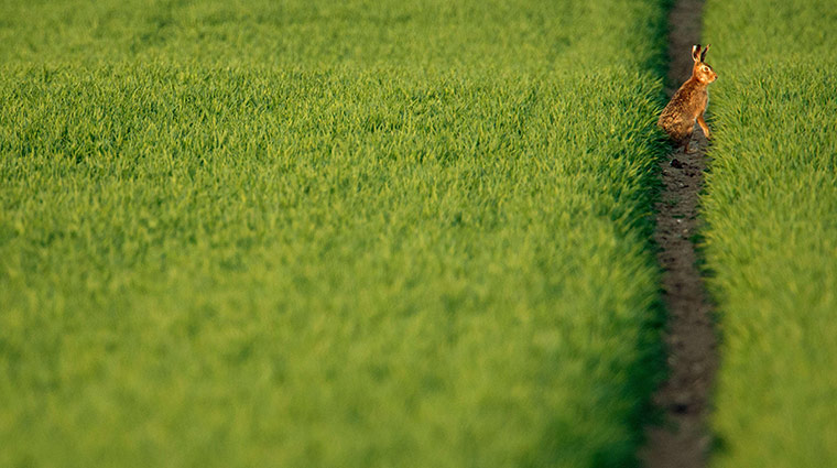 Week in wildlife: A hare sits on a field near hanover, central Germany